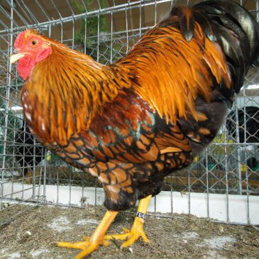 Ausstellungen 2026 bis 2027