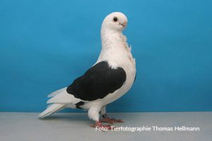 Deutsches Schildmövchen, schwarz Thomas Müller sg 95 EPokDeutsches Schildmövchen Thomas Müller sg 95 EPok