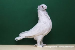 Orient. Mövchen Blond. m. gesäumt. Schwanz Timon Schwarzer V 97 EMCOrient. Mövchen Satin. m. Spiegelschwanz Timon Schwarzer V 97 EMC