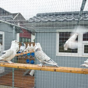 feine Jungtiere in der Anlage