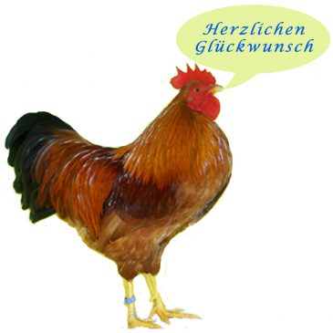 Hähnewettkrähen in Ermsleben